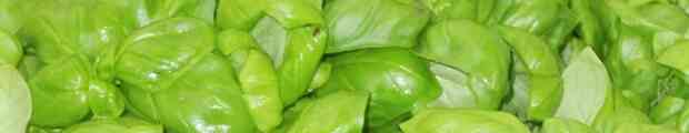 #savepesto la peronospora attacca il basilico ligure